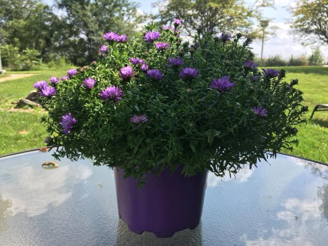 40398023_10212603259137155_7605567846269059072_n