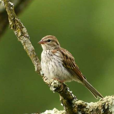 cropped-37830503_261481657777419_5120127983549415424_n